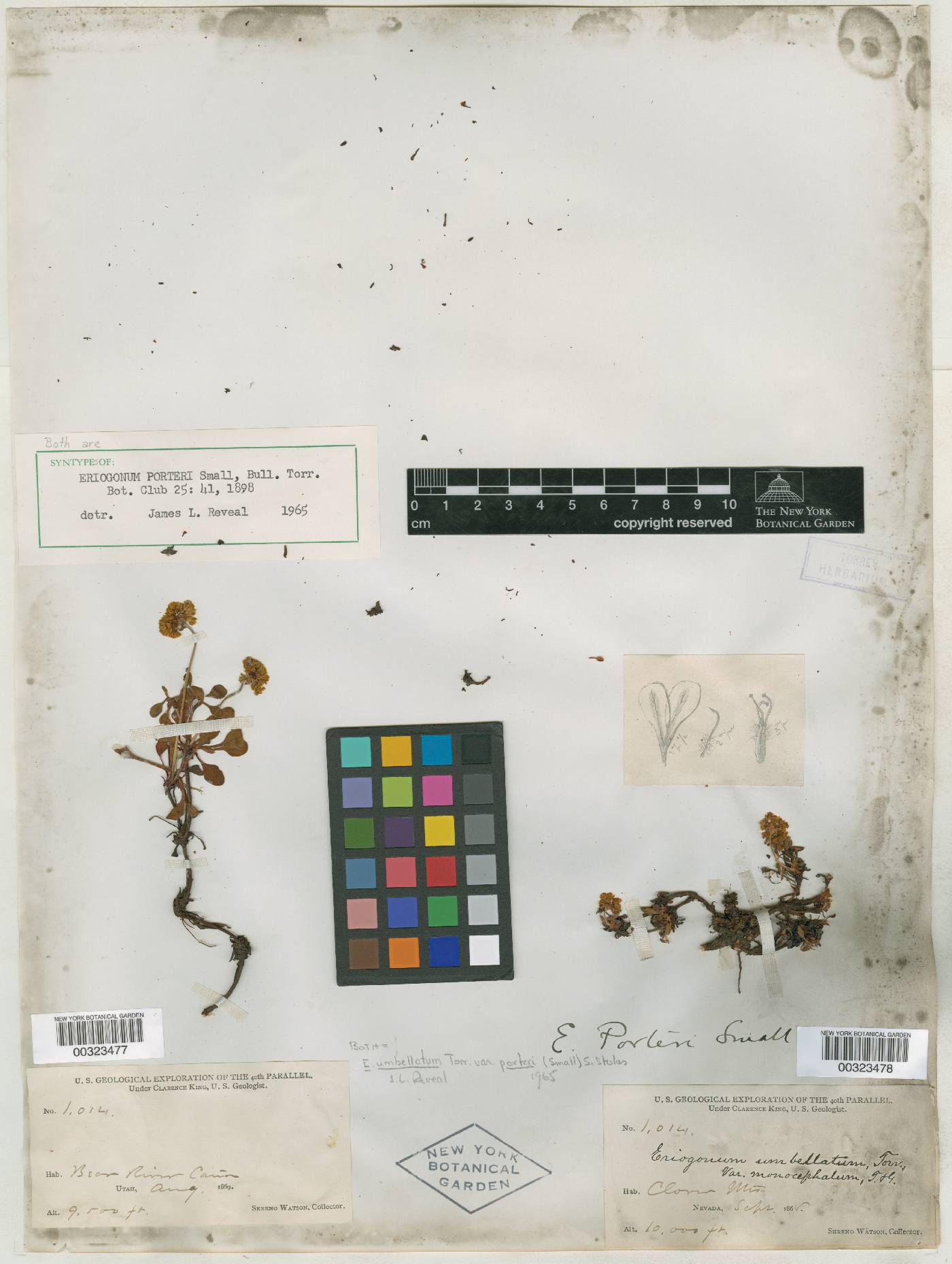 Eriogonum porteri image