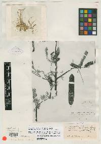 Acacia compacta image