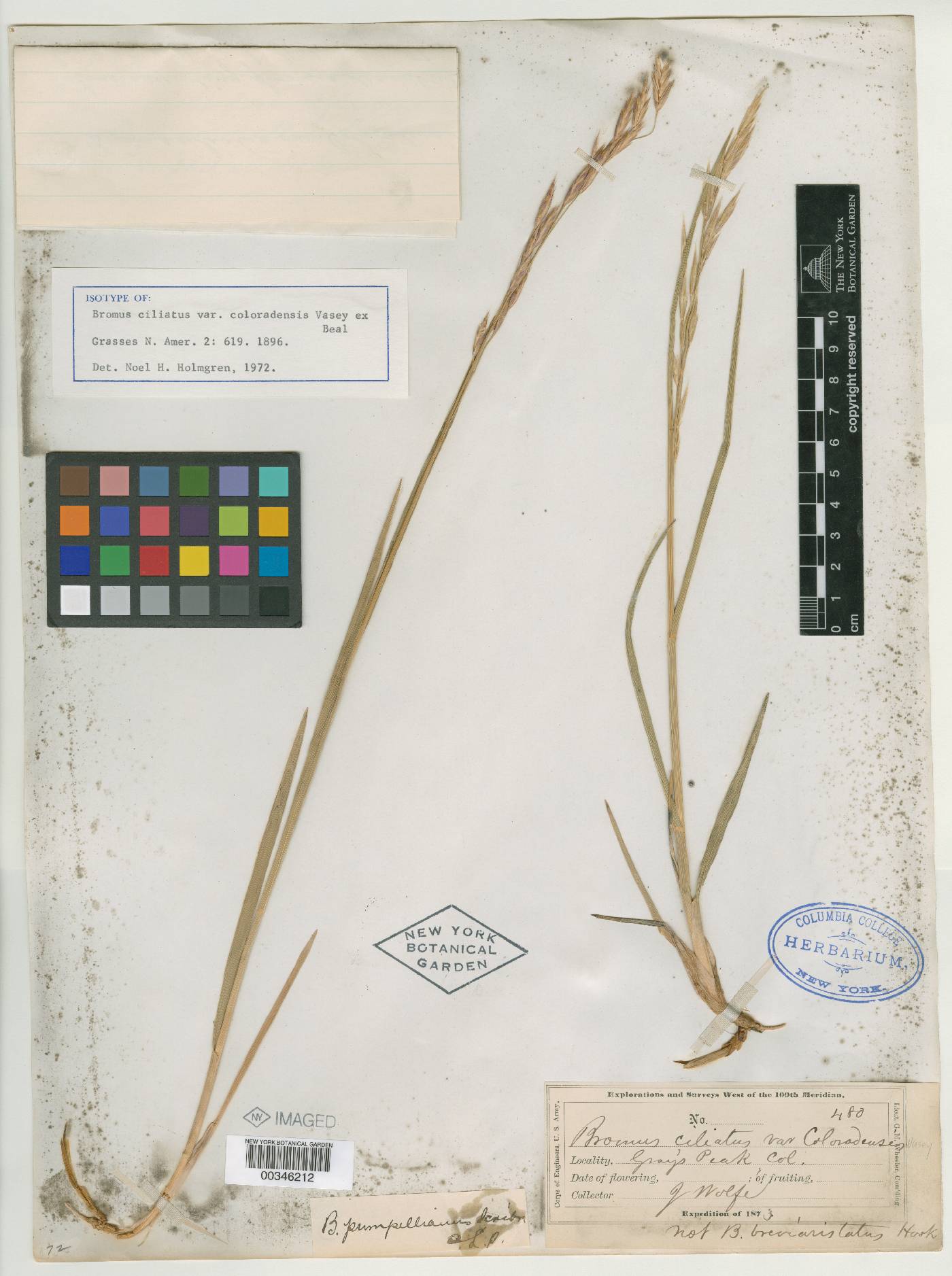 Bromus ciliatus var. coloradensis image