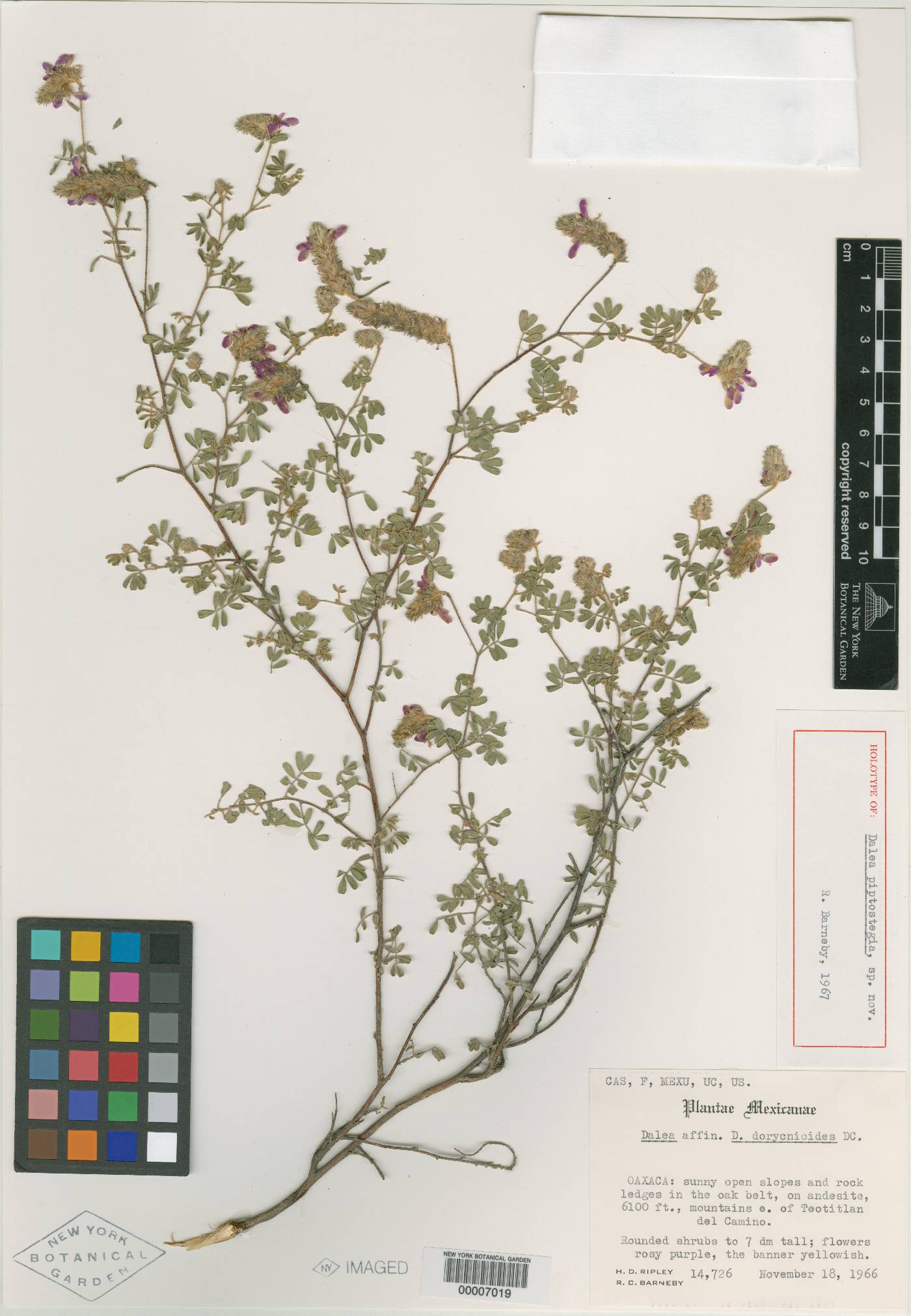 Dalea piptostegia image