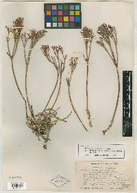 Eriogonum campanulatum subsp. leptothecum image