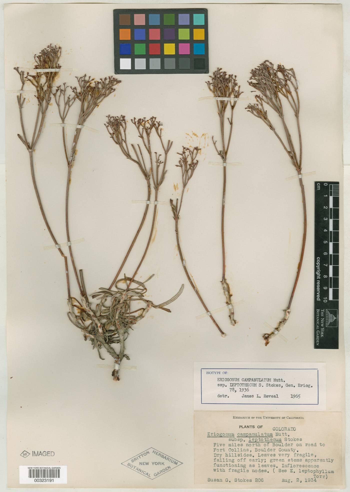 Eriogonum campanulatum image