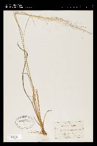 Muhlenbergia capillaris image