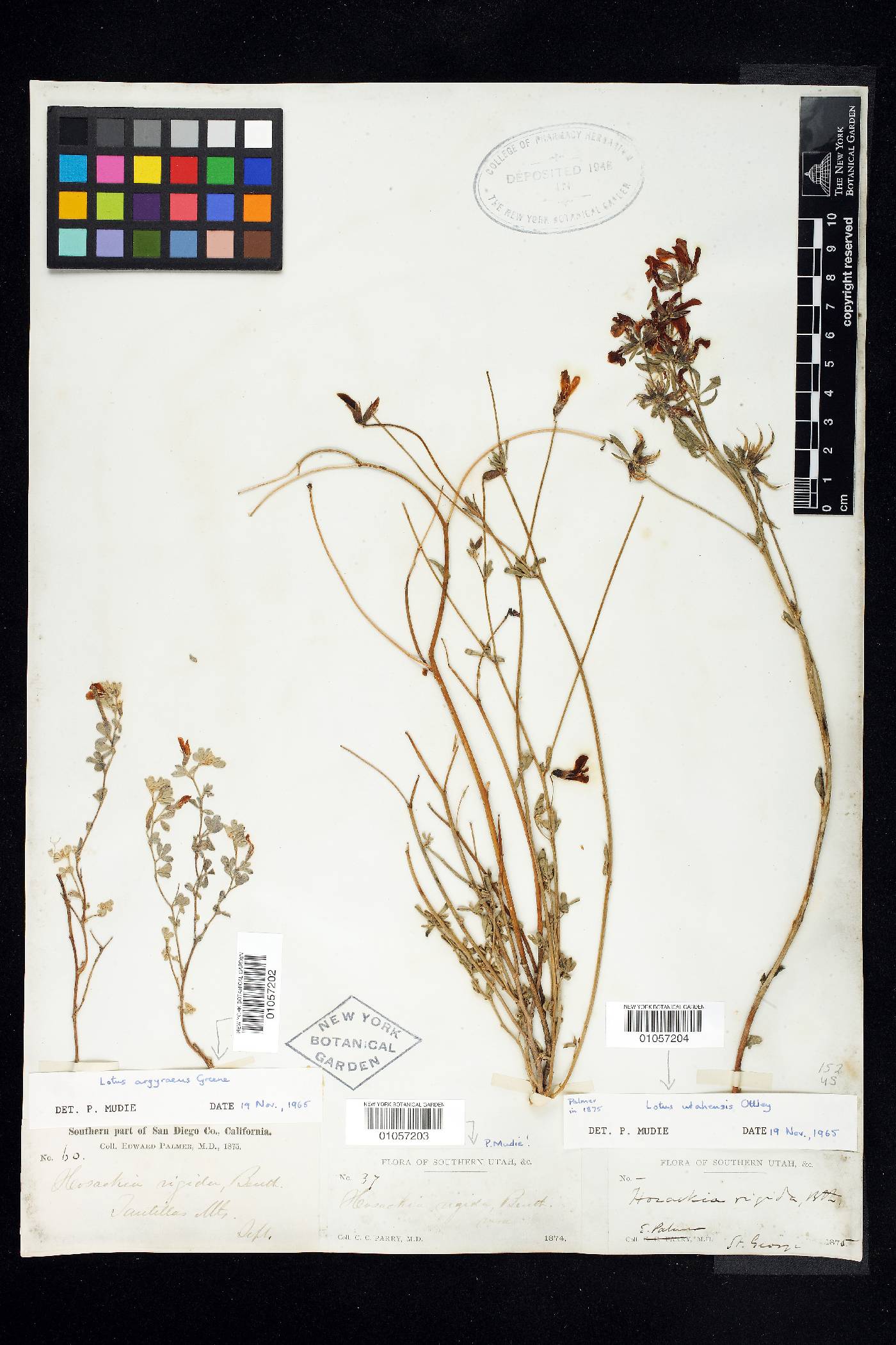 Lotus argyraeus image