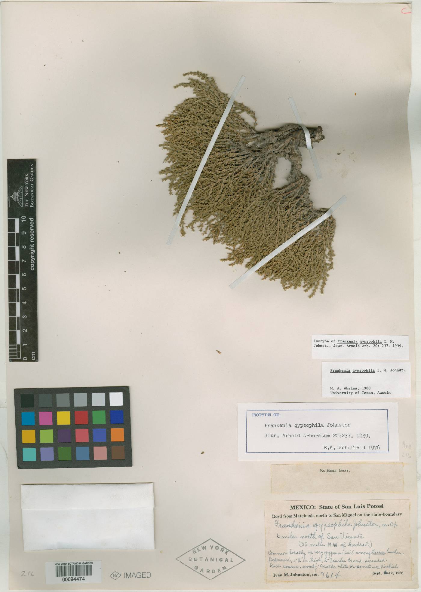 Frankenia gypsophila image