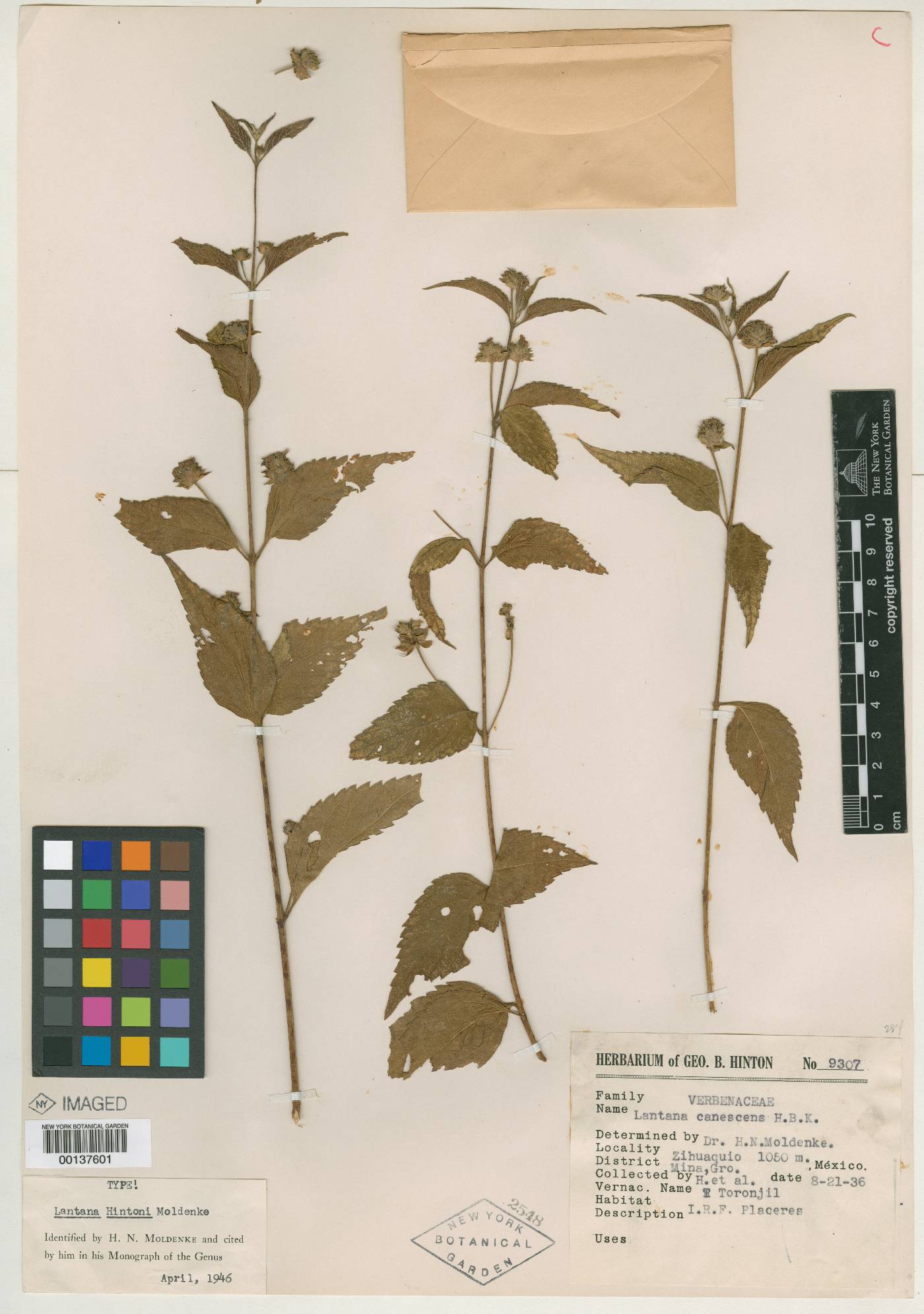 Lantana hirta image