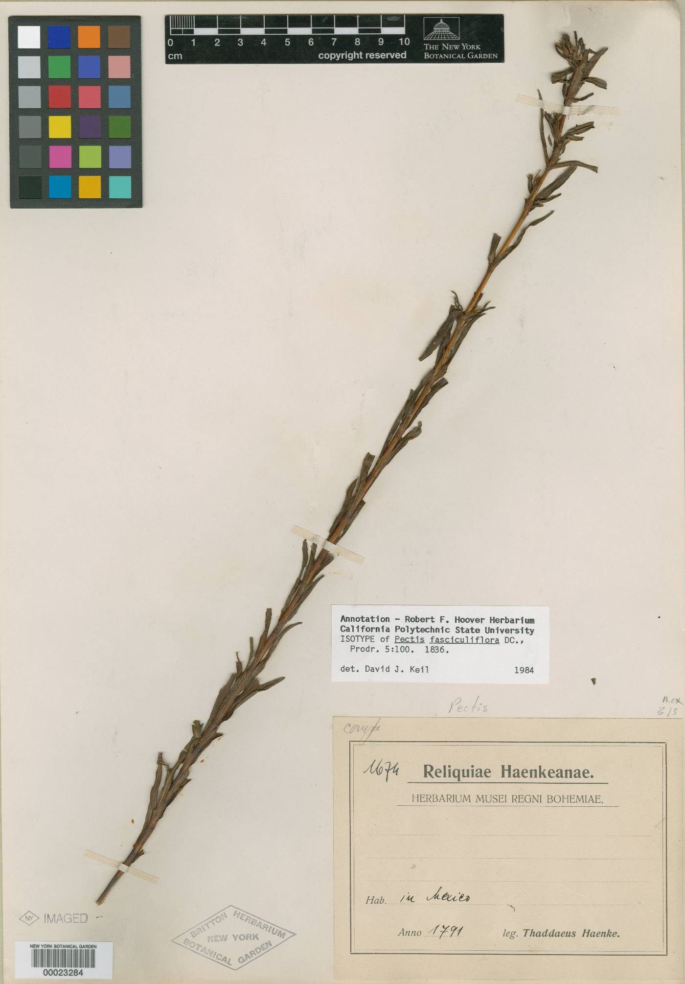 Pectis elongata var. fasciculiflora image