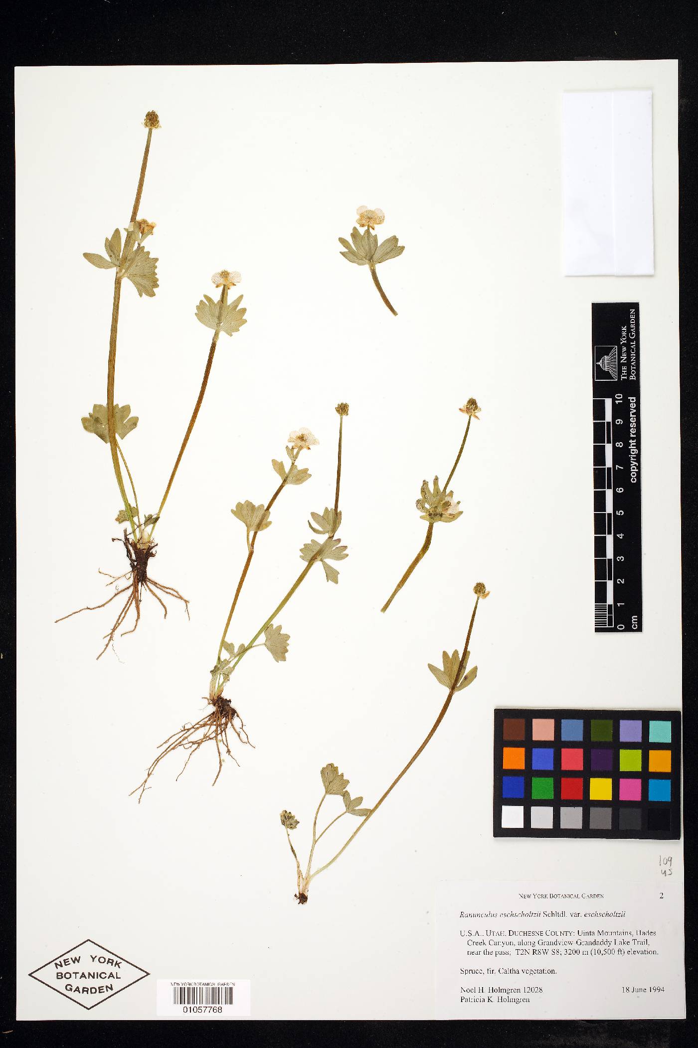Ranunculus eschscholtzii var. eschscholtzii image