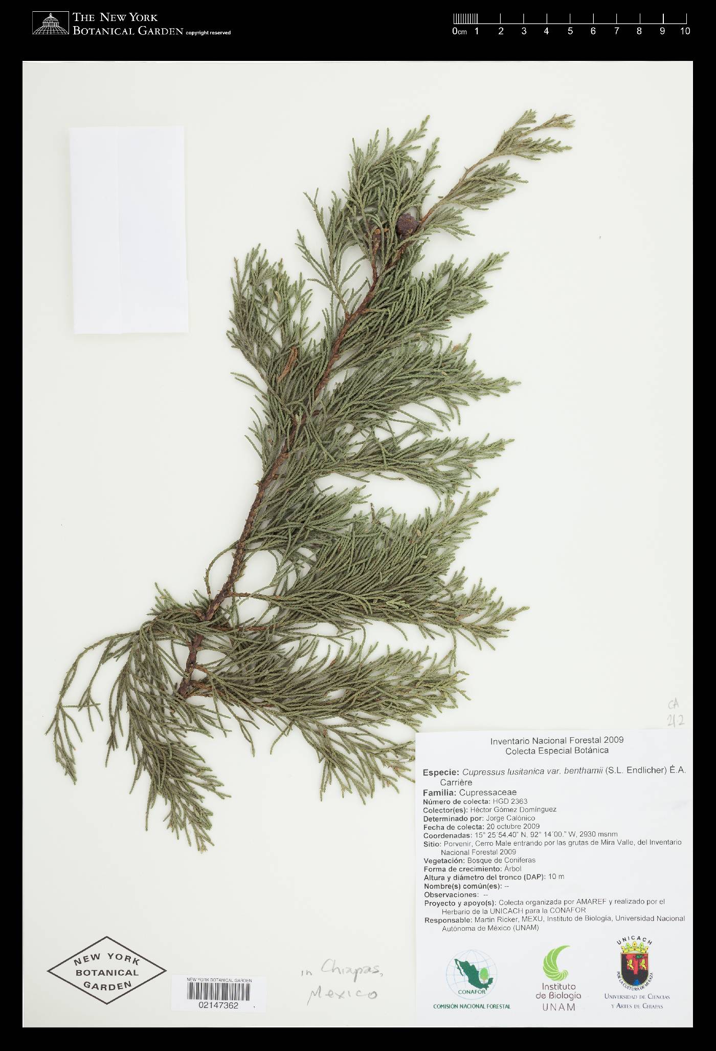 Cupressus lusitanica image