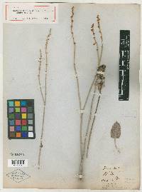 Eriogonum orthocladon image