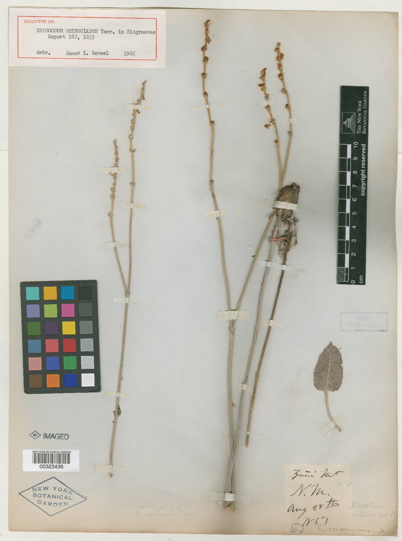 Eriogonum orthocladon image