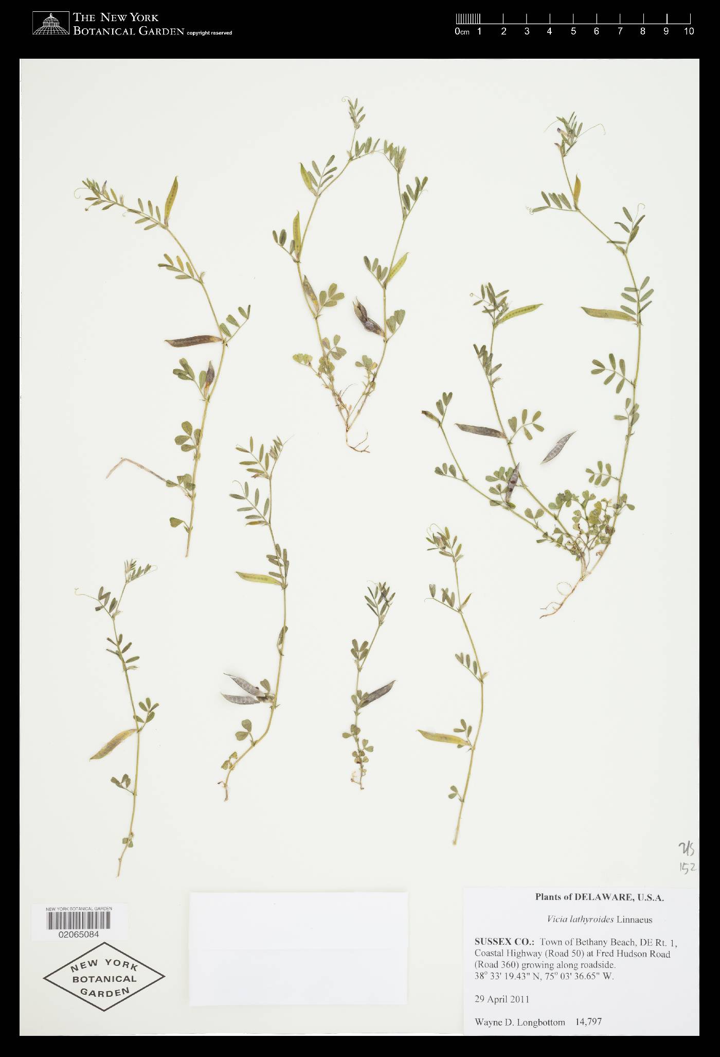 Vicia lathyroides image