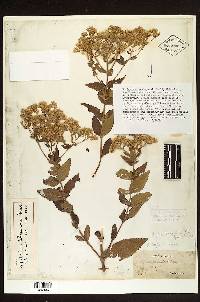 Image of Eupatorium chapmanii