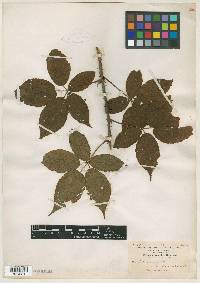 Image of Rubus amnicola