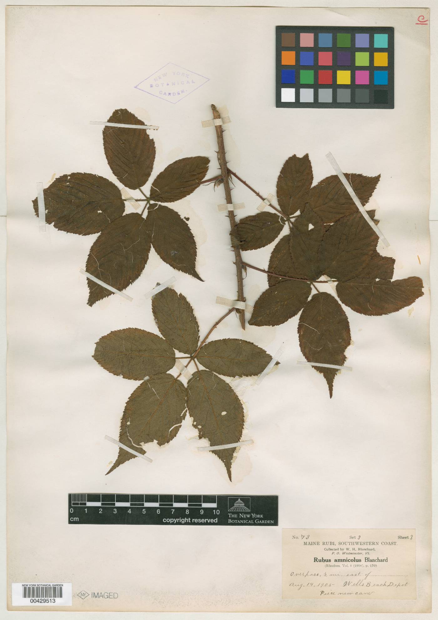 Rubus amnicola image