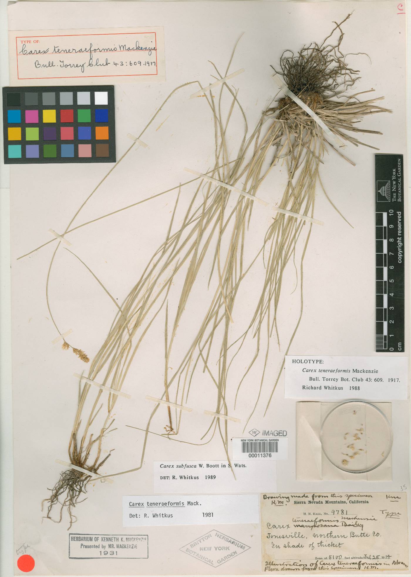 Carex teneraeformis image
