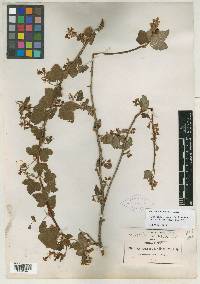 Ribes rugosum image