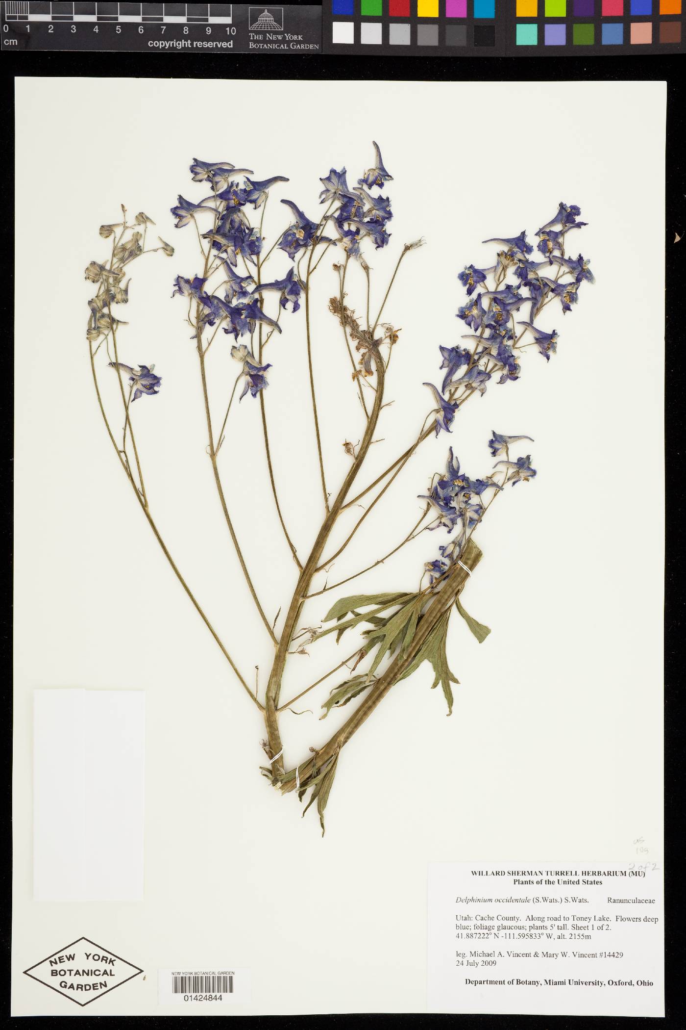 Delphinium occidentale image