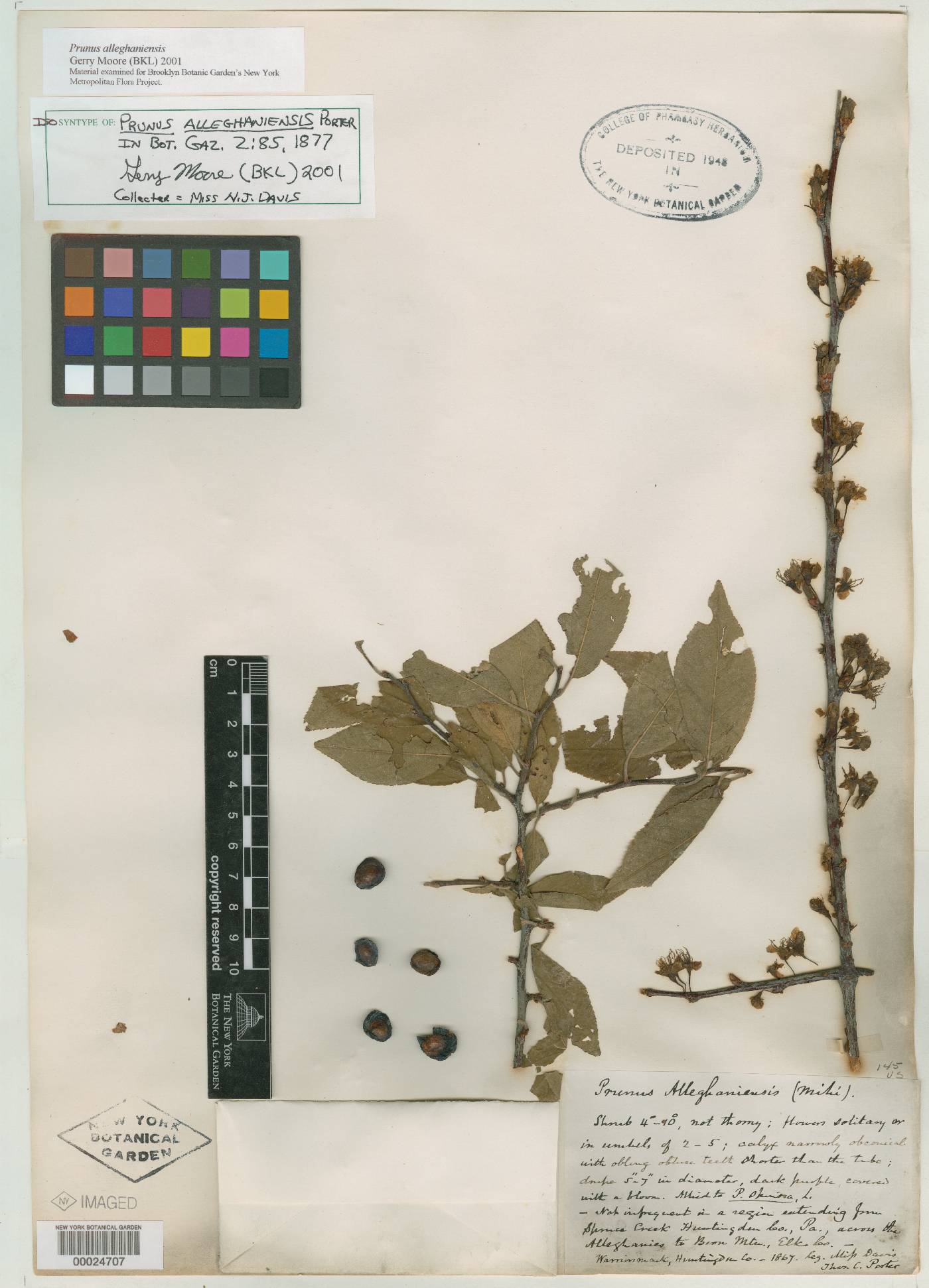 Prunus alleghaniensis image
