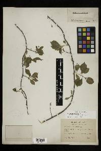 Celastrus scandens image