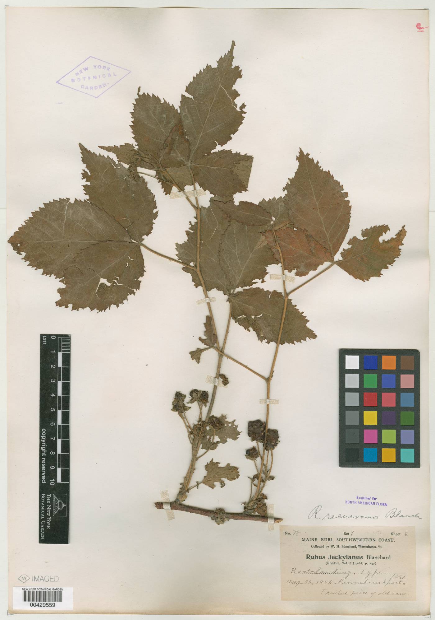 Rubus arundelanus image