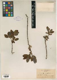 Salix obtusata image