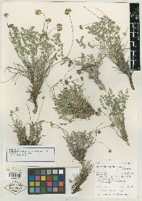 Cymopterus evertii image