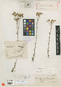 Polygala carteri image