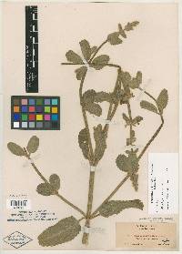 Stachys ramosa image