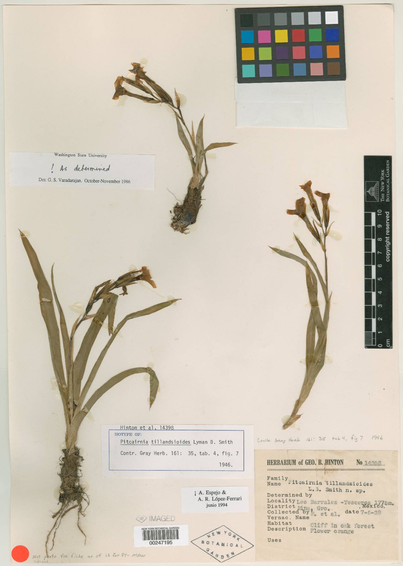 Pitcairnia tillandsioides image