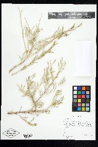 Grayia spinosa image