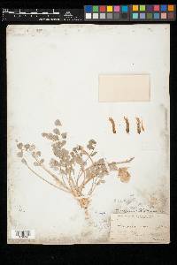 Astragalus newberryi image