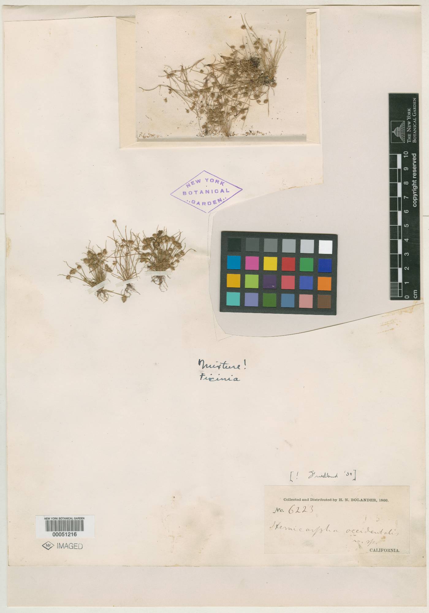 Hemicarpha occidentalis image