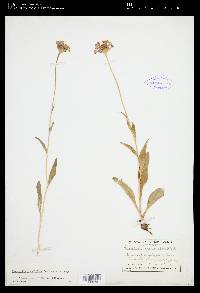 Marshallia grandiflora image