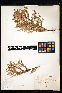 Thuja occidentalis image