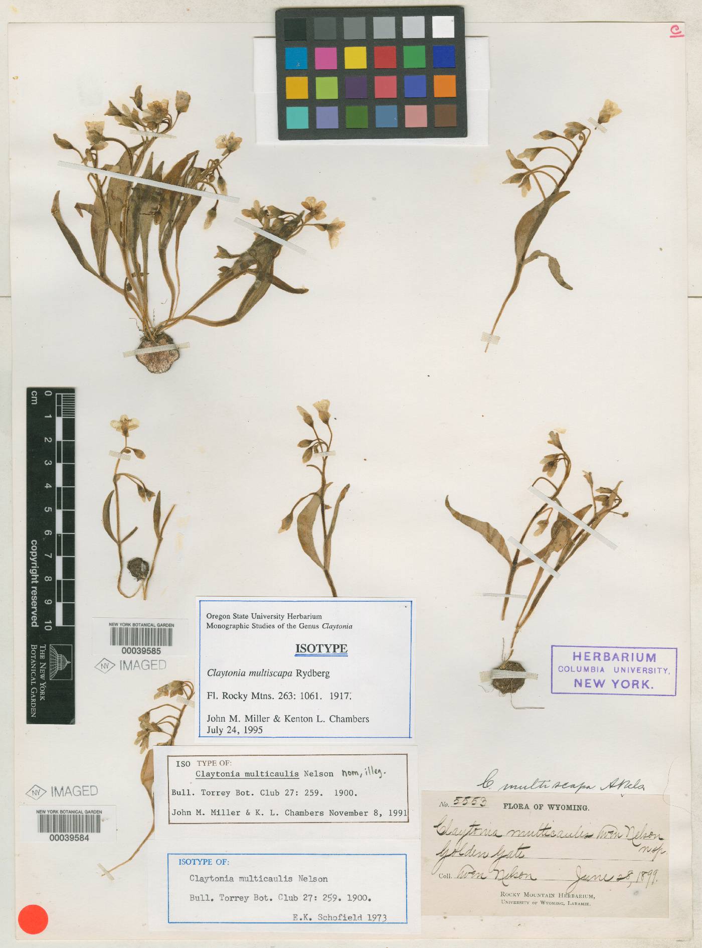 Claytonia multicaulis image