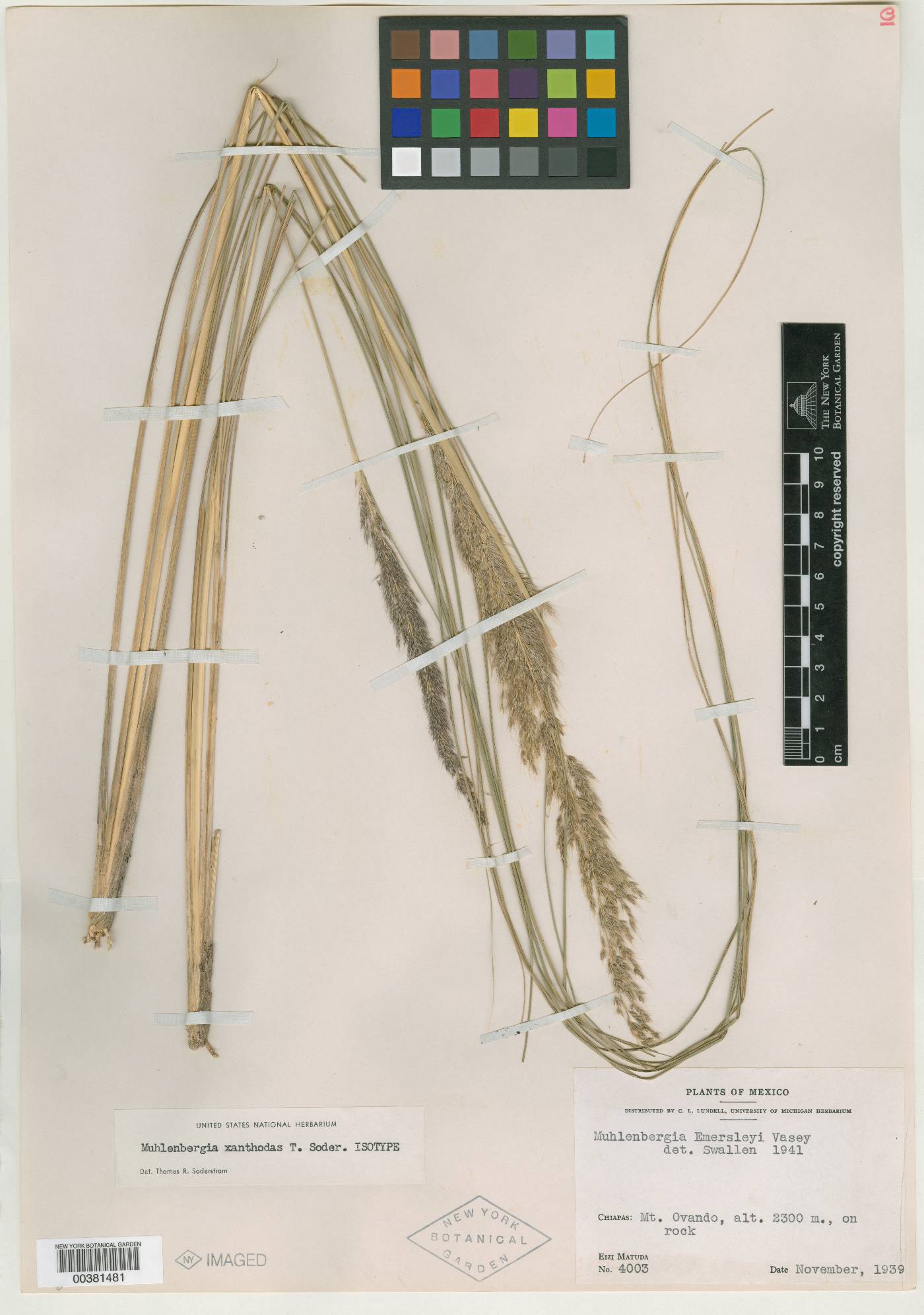 Muhlenbergia xanthodas image