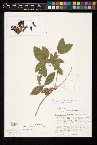 Zygia recordii image