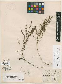 Phyllanthus garberi image