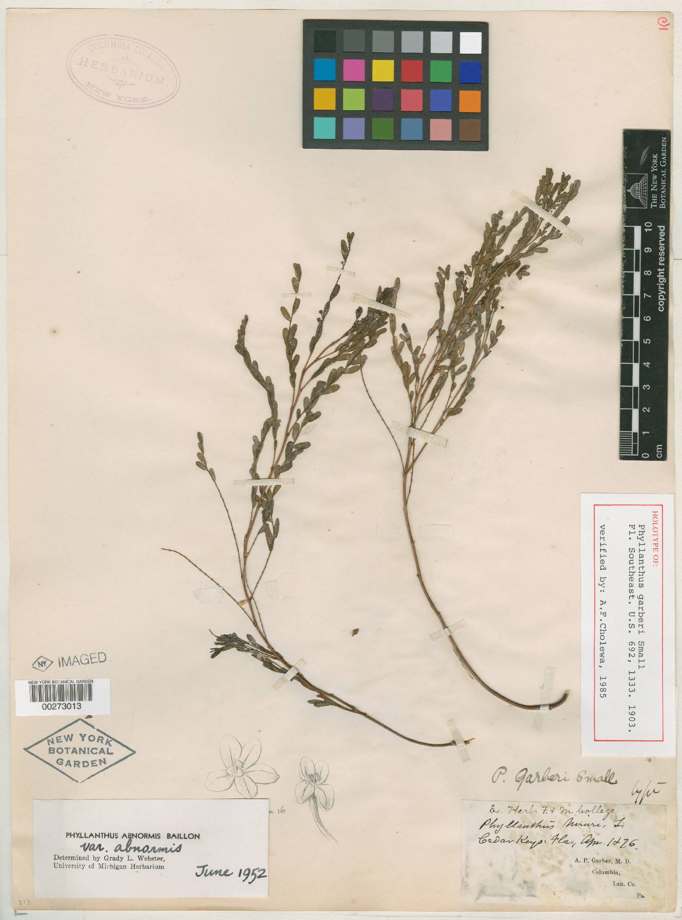 Phyllanthus garberi image