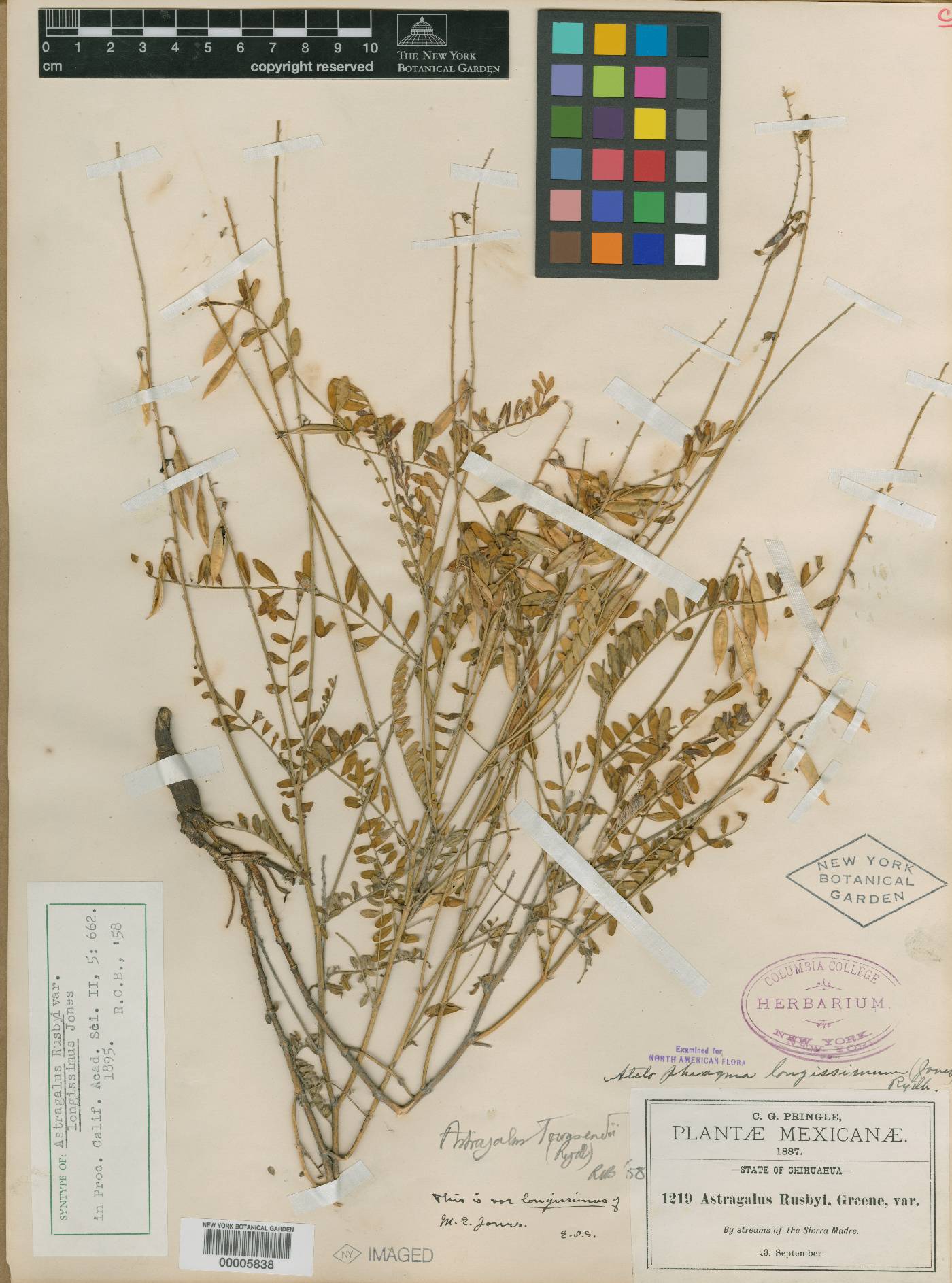 Astragalus longissimus image