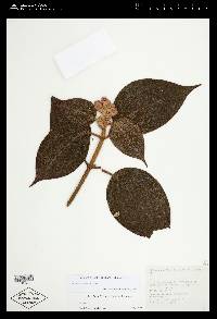 Miconia liebmannii image