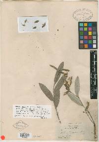 Clitoria sericea image