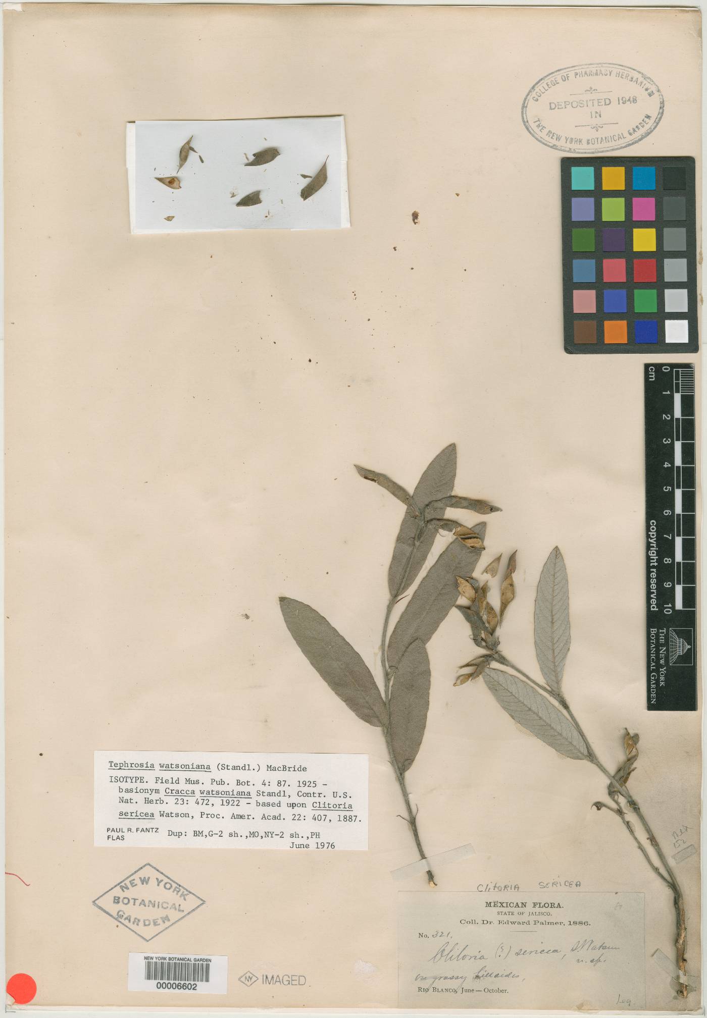 Tephrosia watsoniana image