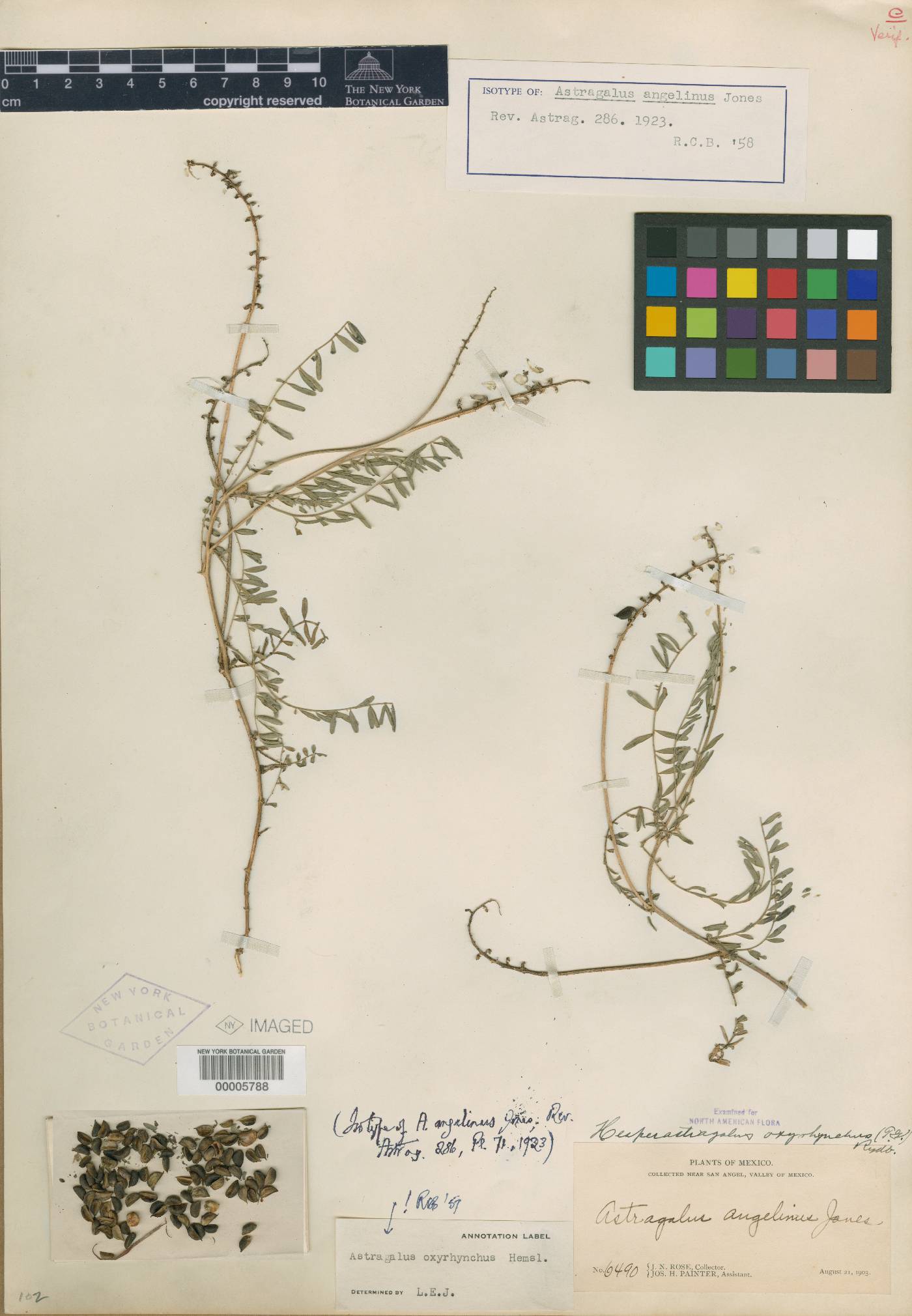 Astragalus oxyrhynchus image