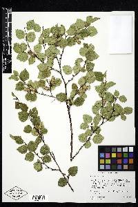 Betula occidentalis image