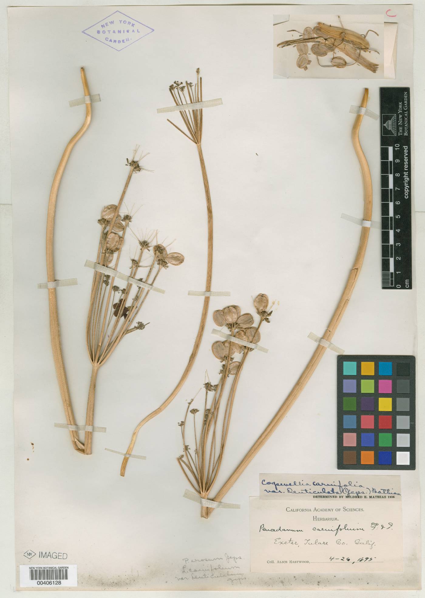 Peucedanum erosum image