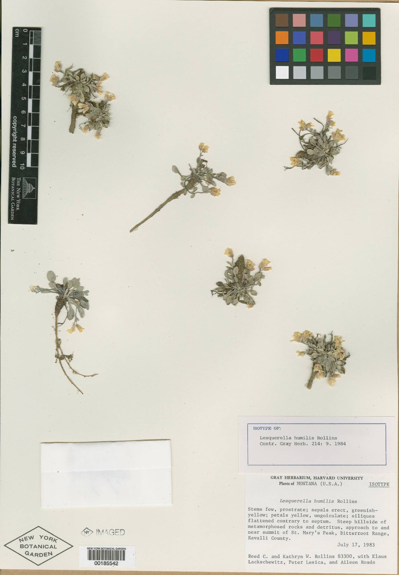 Physaria humilis image
