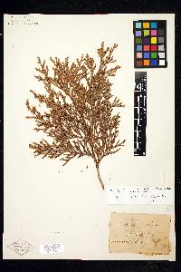 Thuja standishii image