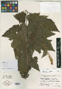 Actaea cordifolia image